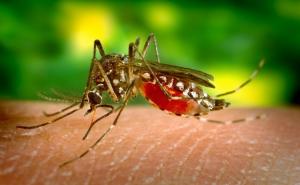Stižu komarci koji prenose teške bolesti, u Hrvatskoj se već pojavila zlokobna groznica